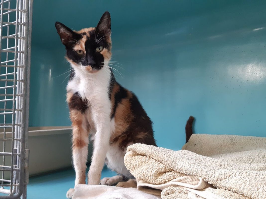 Chariette - Chat Européen à adopter - photo 4