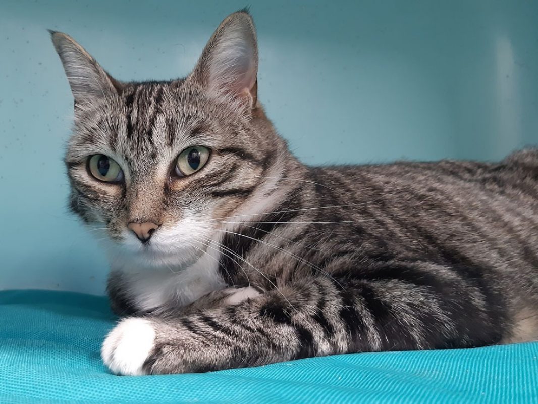 Golfette - Chat Européen à adopter