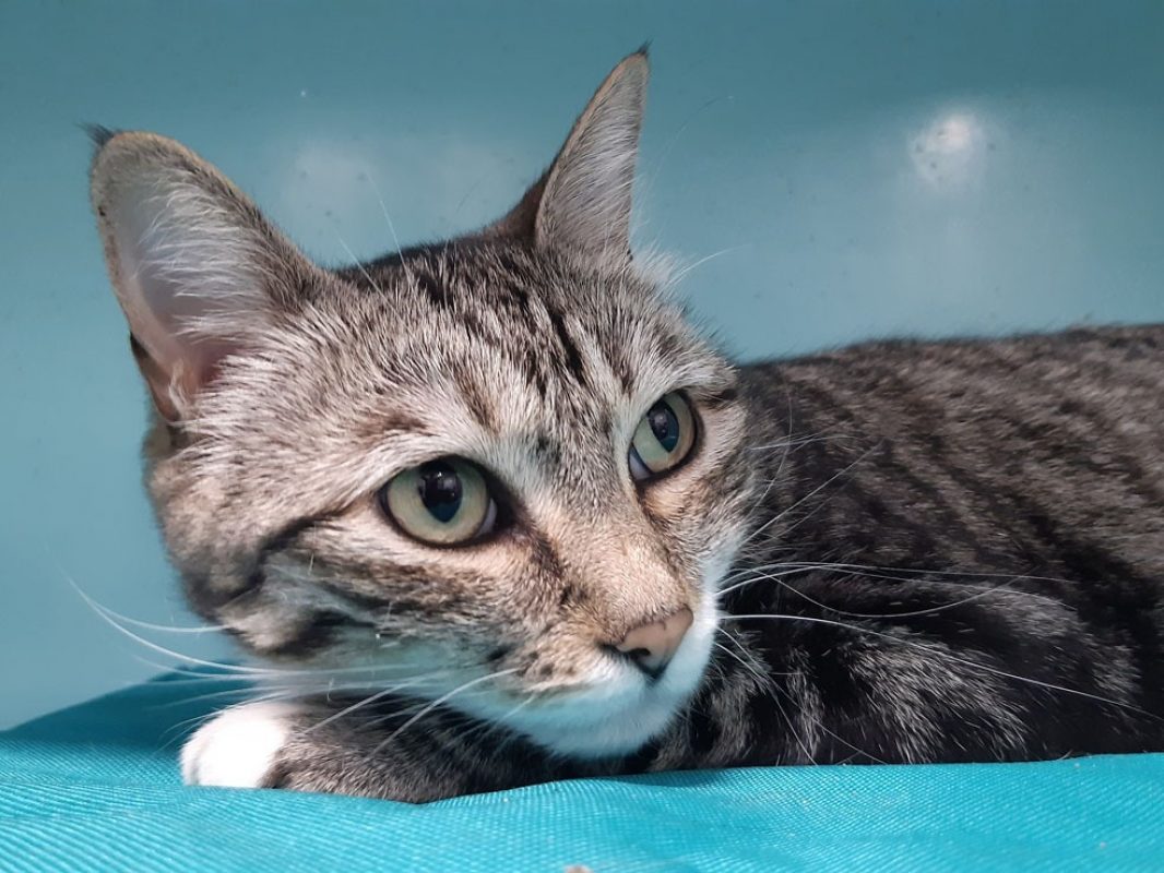 Golfette - Chat Européen à adopter - photo 2