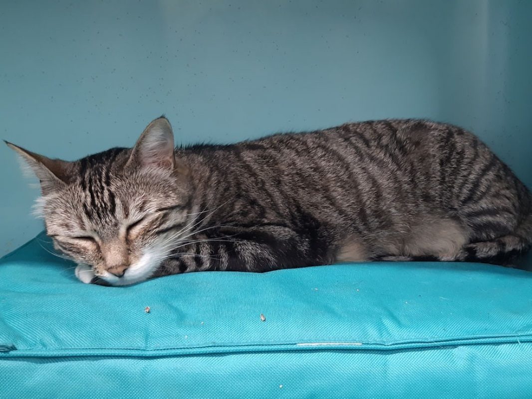 Golfette - Chat Européen à adopter - photo 3