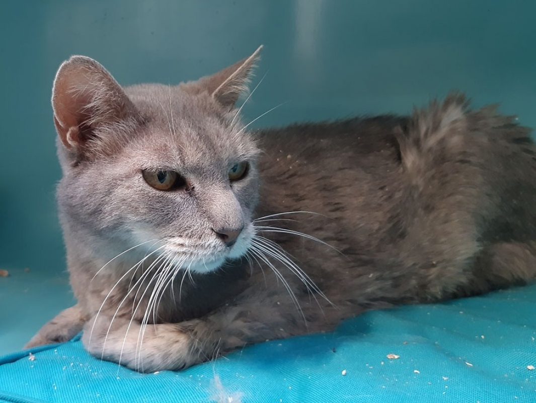 Marquis - Chat Européen à adopter