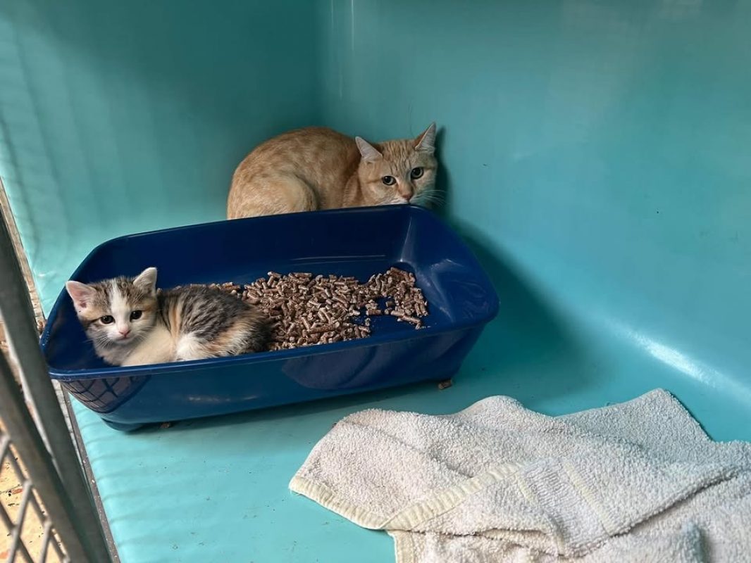 Kayla - Chat Européen à adopter