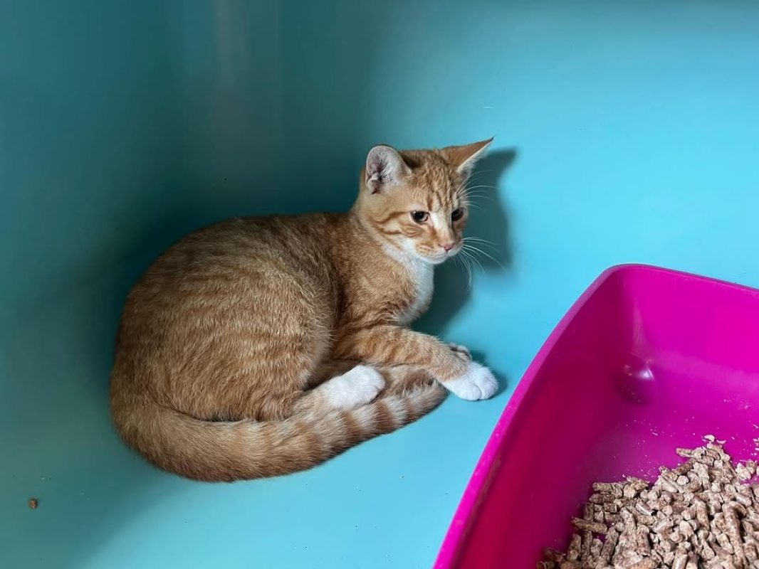 Kikou - Chat Européen à adopter