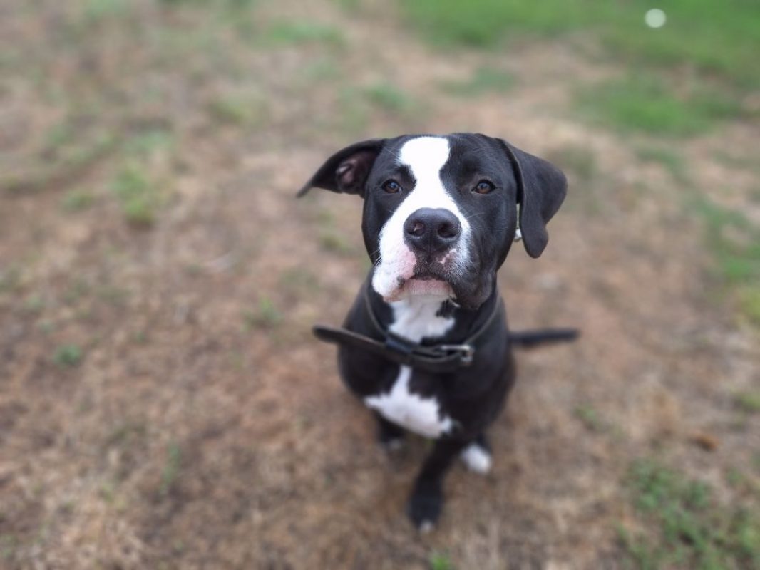 Pablo - Chien à adopter