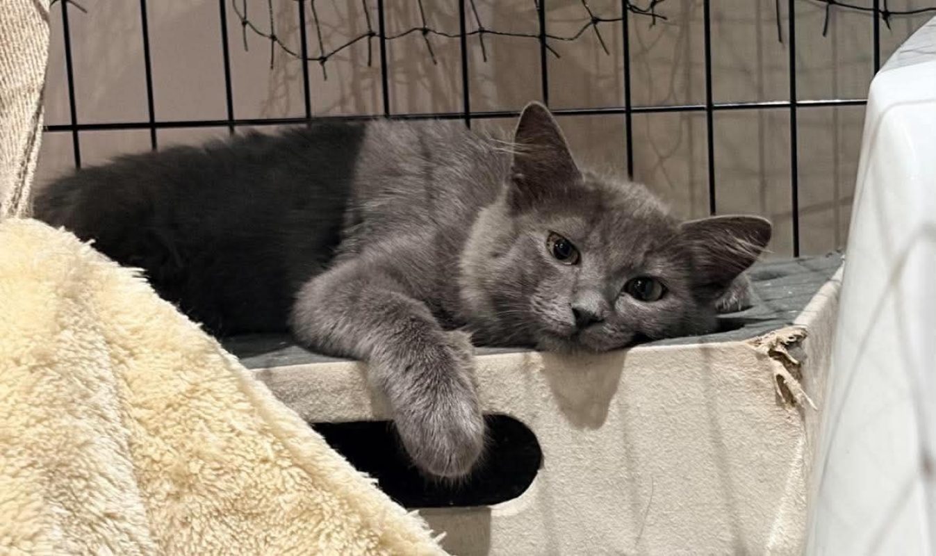 Brisby - Chat Européen à adopter