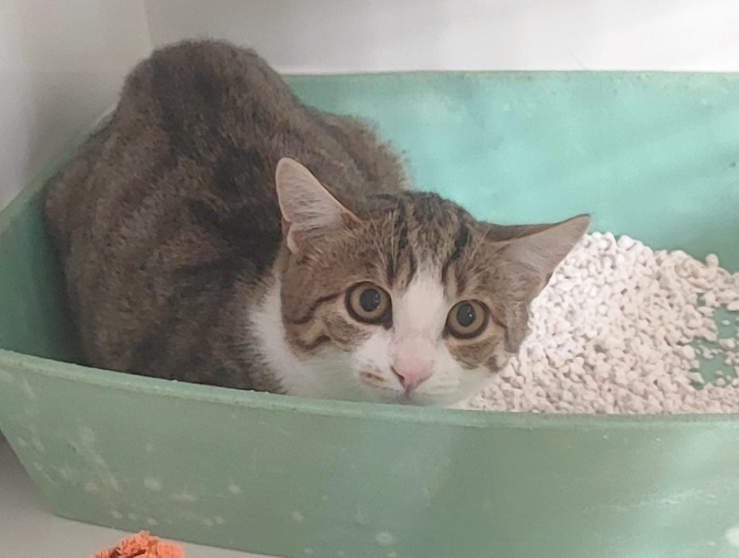 Inga - Chat Européen à adopter