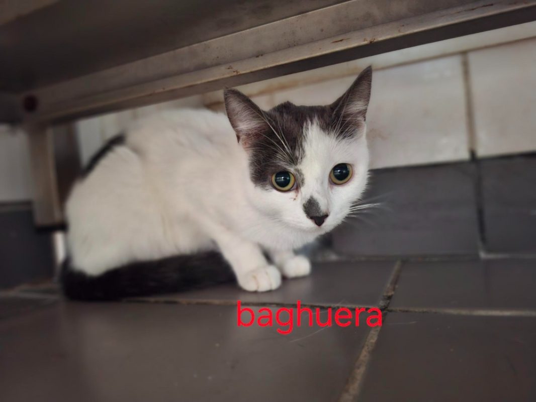 Baghuera - Chat Européen à adopter