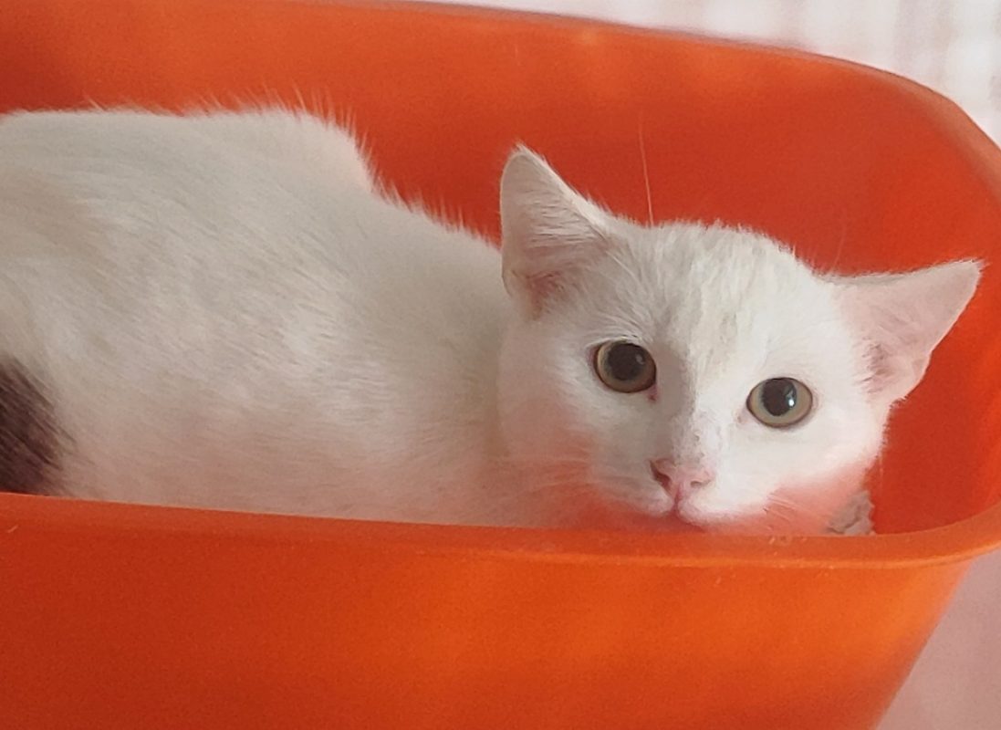 Aiden - Chat Européen à adopter