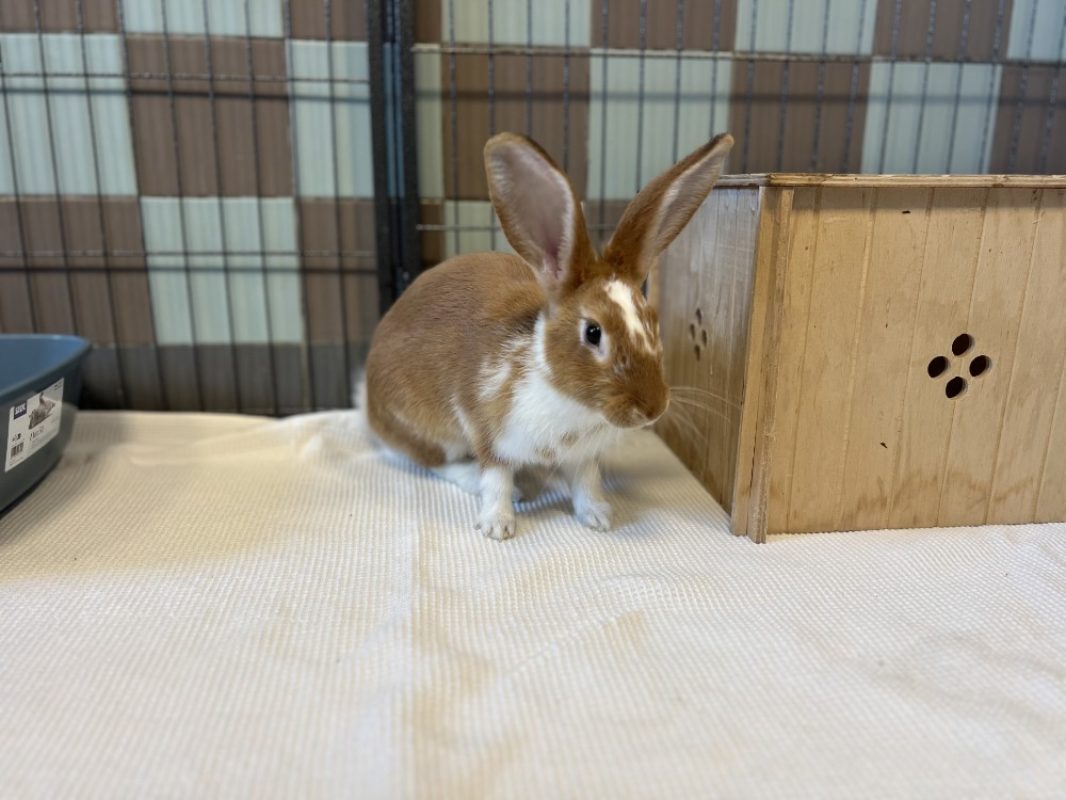 Plume - Rongeur Lapin à adopter
