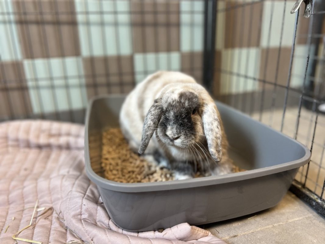 Snow - Rongeur Lapin à adopter