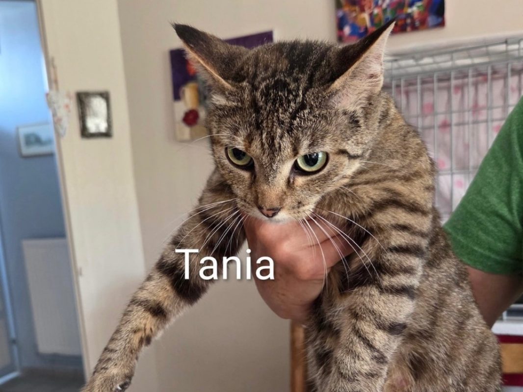 Tania - Chat Européen à adopter