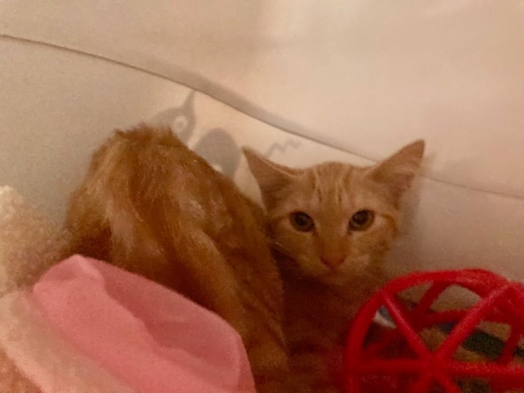 Clarinette - Chat Européen à adopter