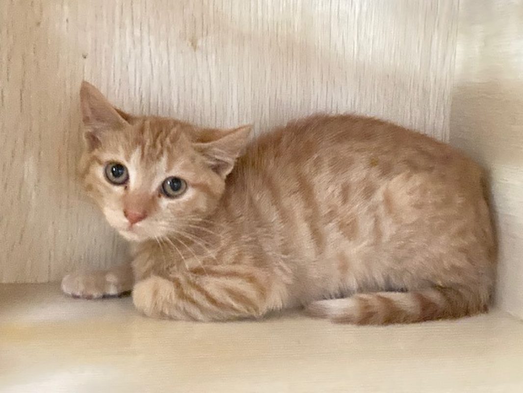 Claquette - Chat Européen à adopter