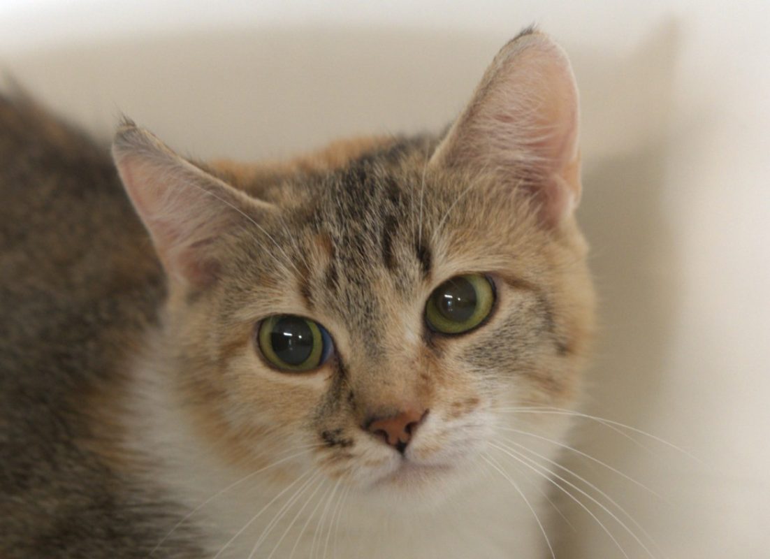 Atépide - Chat Européen à adopter