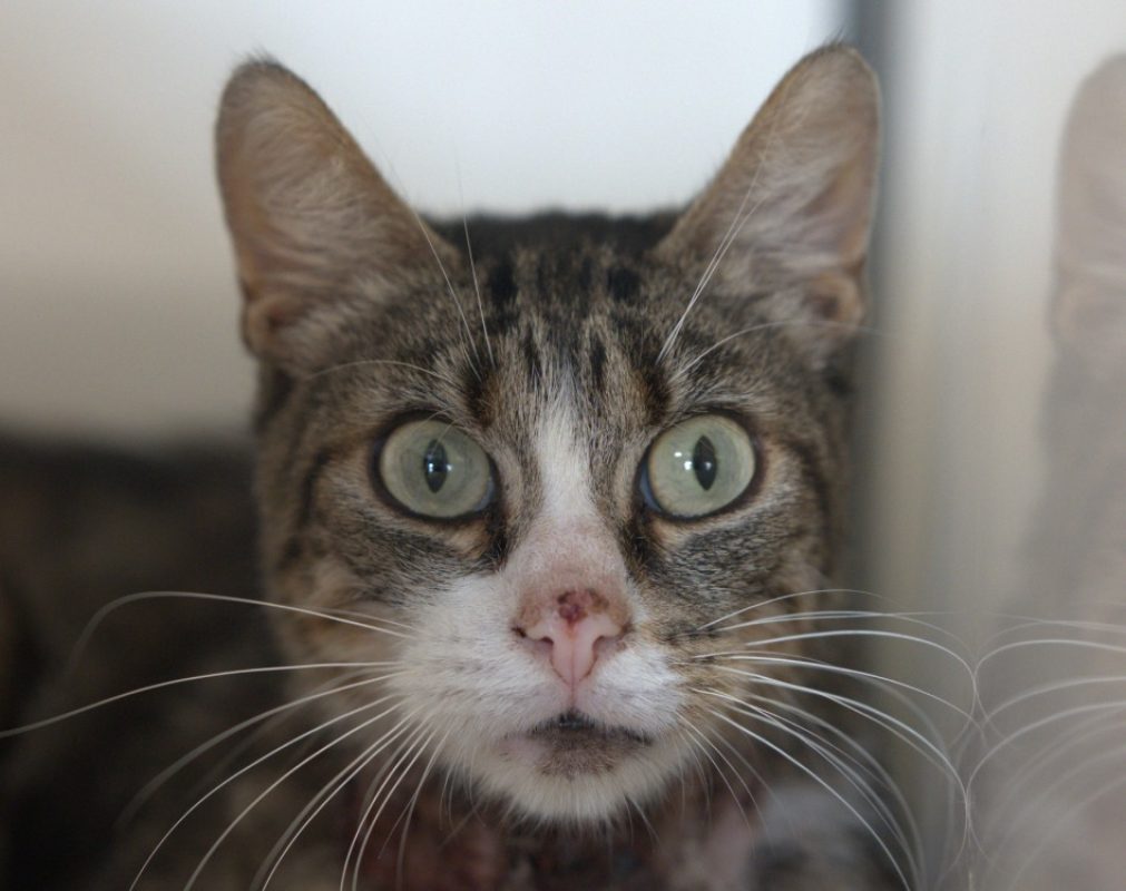 Malo - Chat Européen à adopter