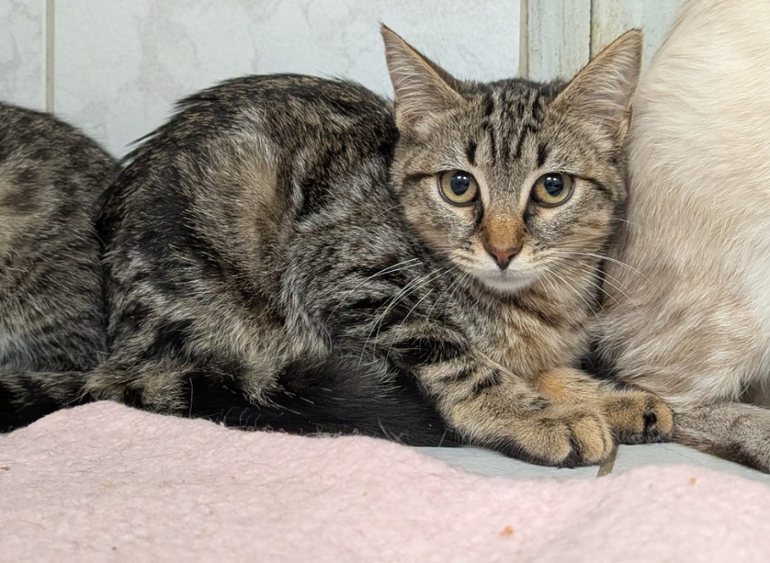 Kreta - Chat Européen à adopter
