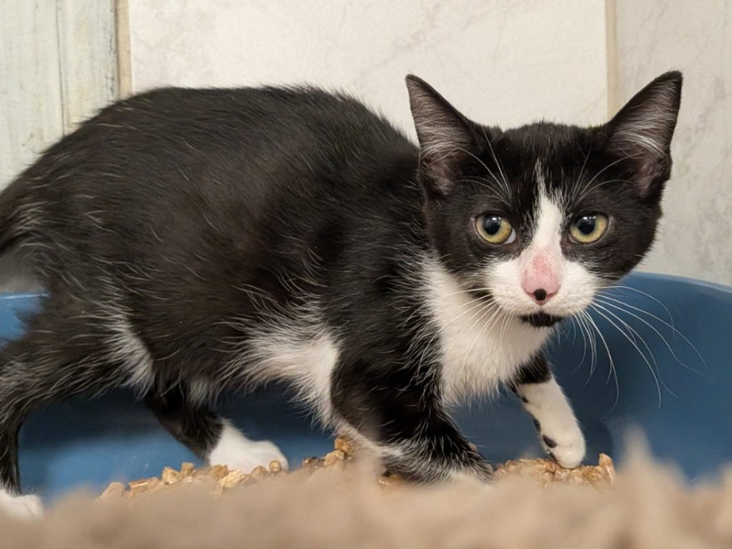 Paluchette - Chat Européen à adopter
