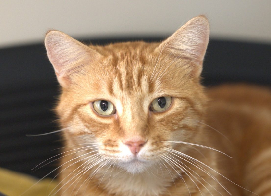 Gemini - Chat Européen à adopter