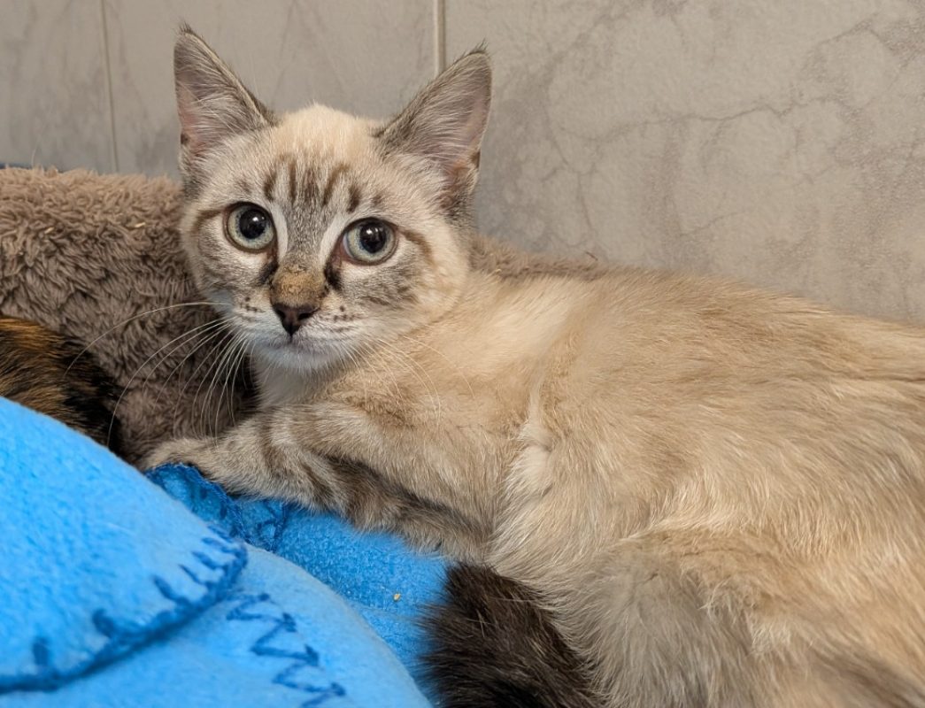 Gaia - Chat Européen à adopter