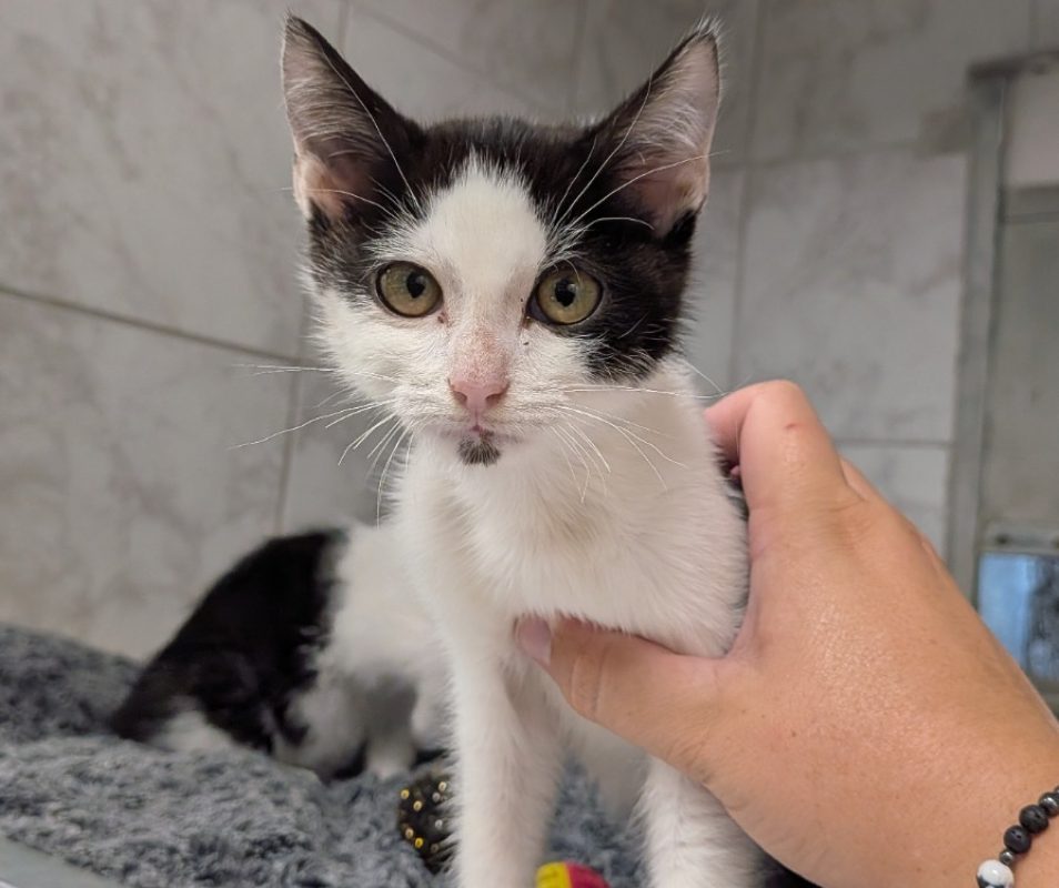Leo - Chat Européen à adopter