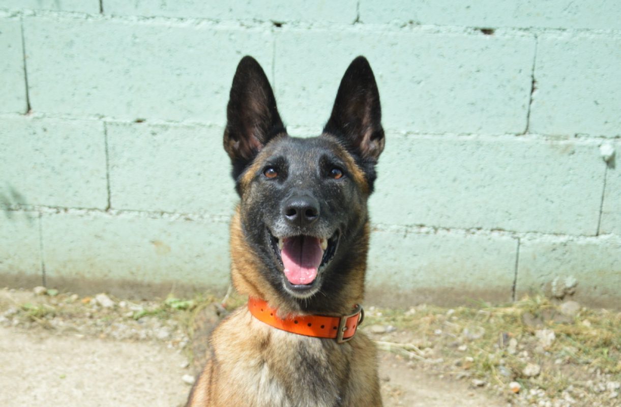 Vodounsi - Chien à adopter