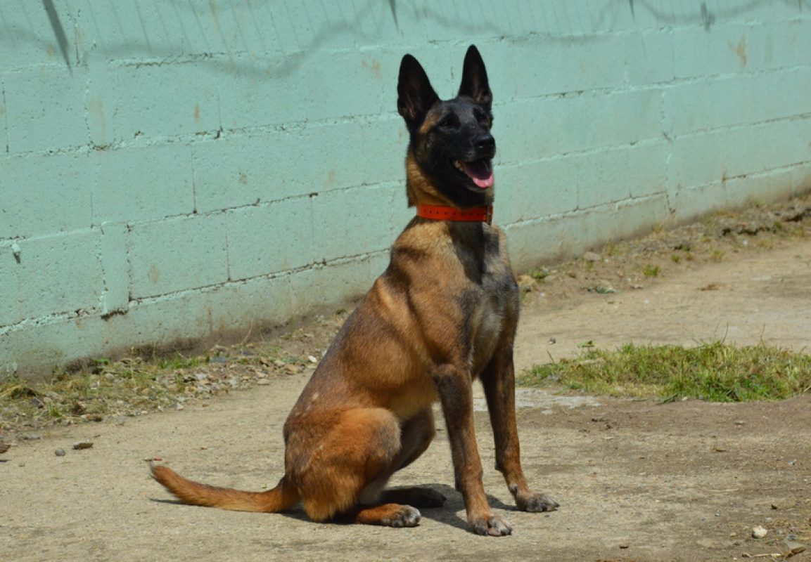 Vodounsi - Chien à adopter - photo 2