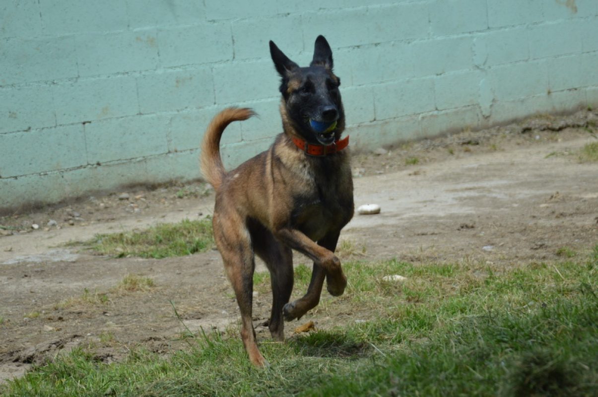 Vodounsi - Chien à adopter - photo 3