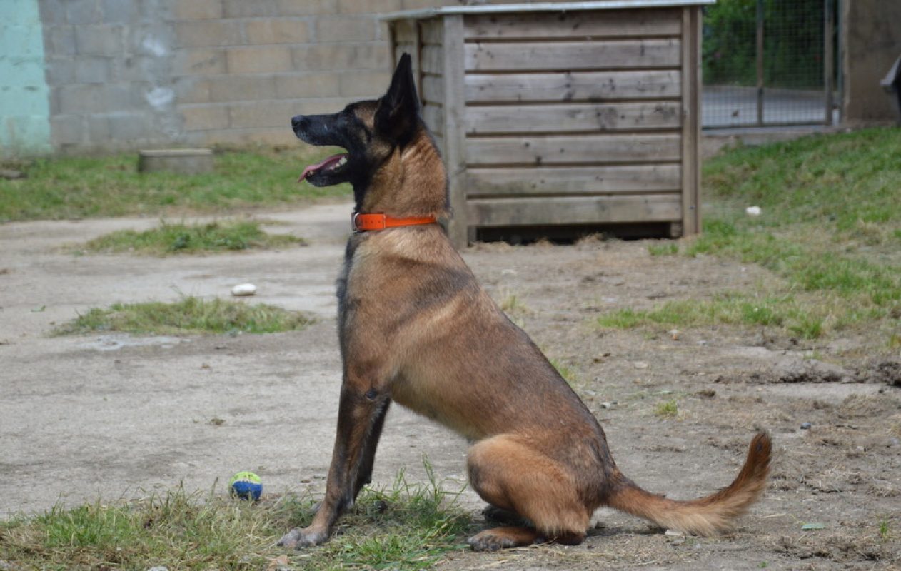 Vodounsi - Chien à adopter - photo 4