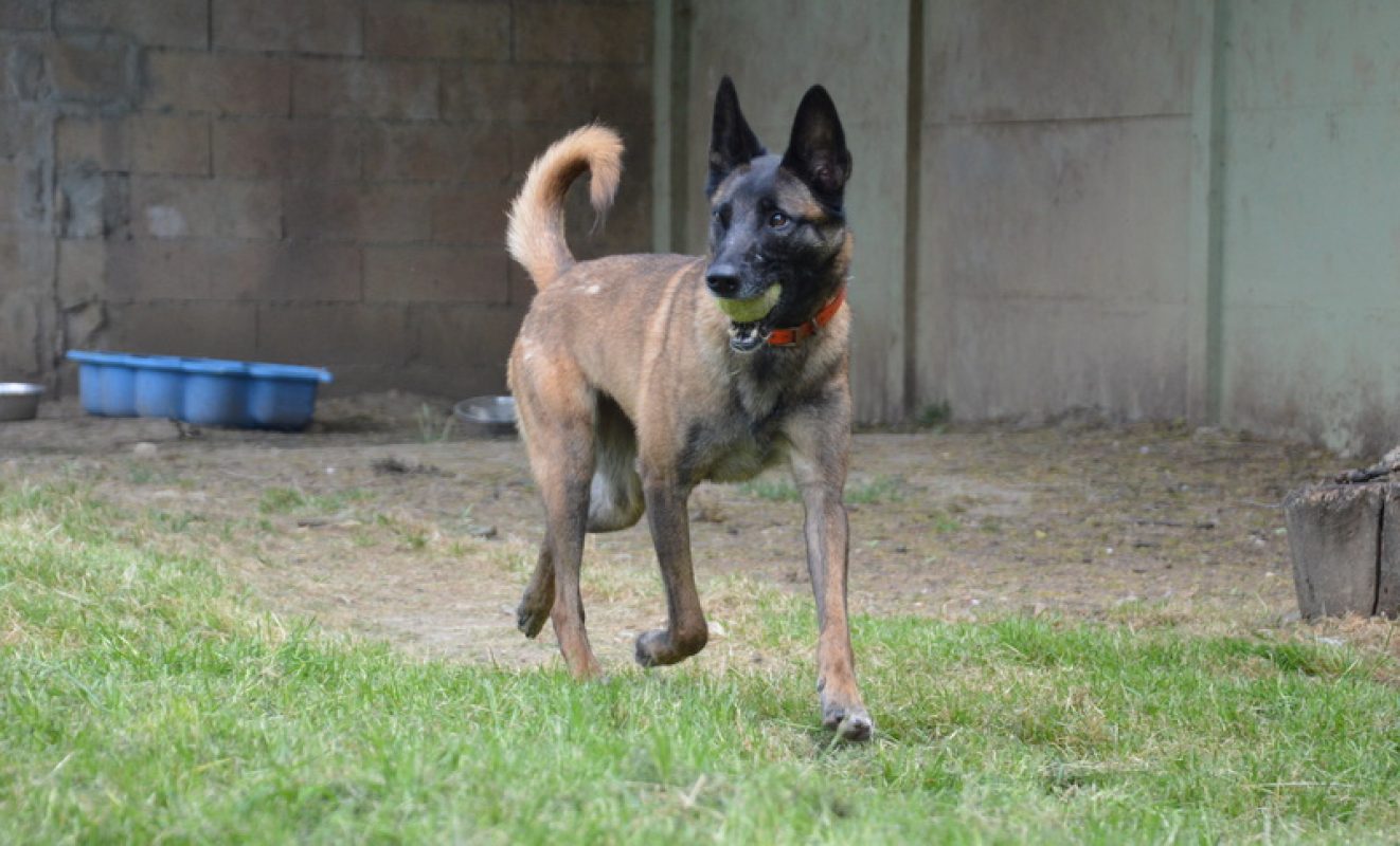Vodounsi - Chien à adopter - photo 6