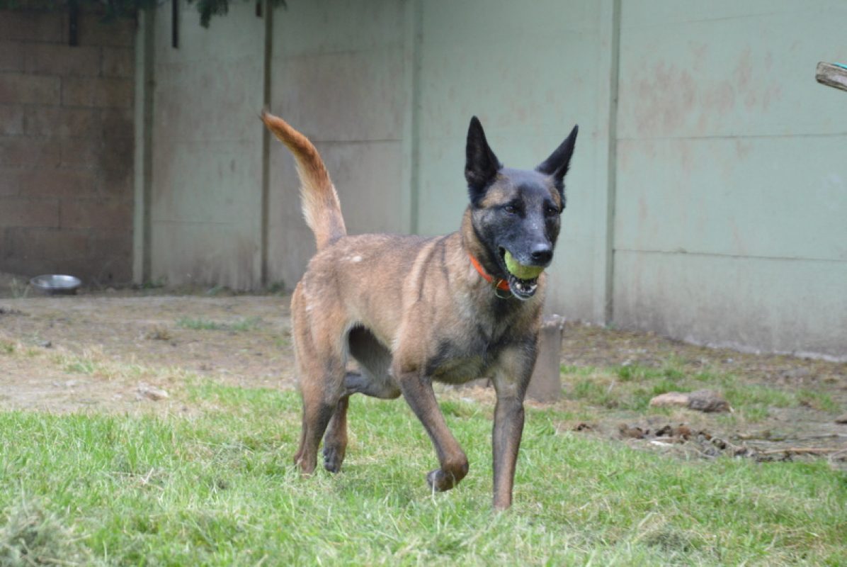 Vodounsi - Chien à adopter - photo 7