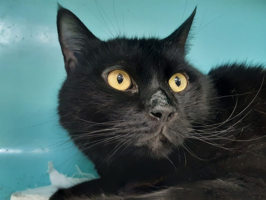 Mickey - Chat Européen à adopter