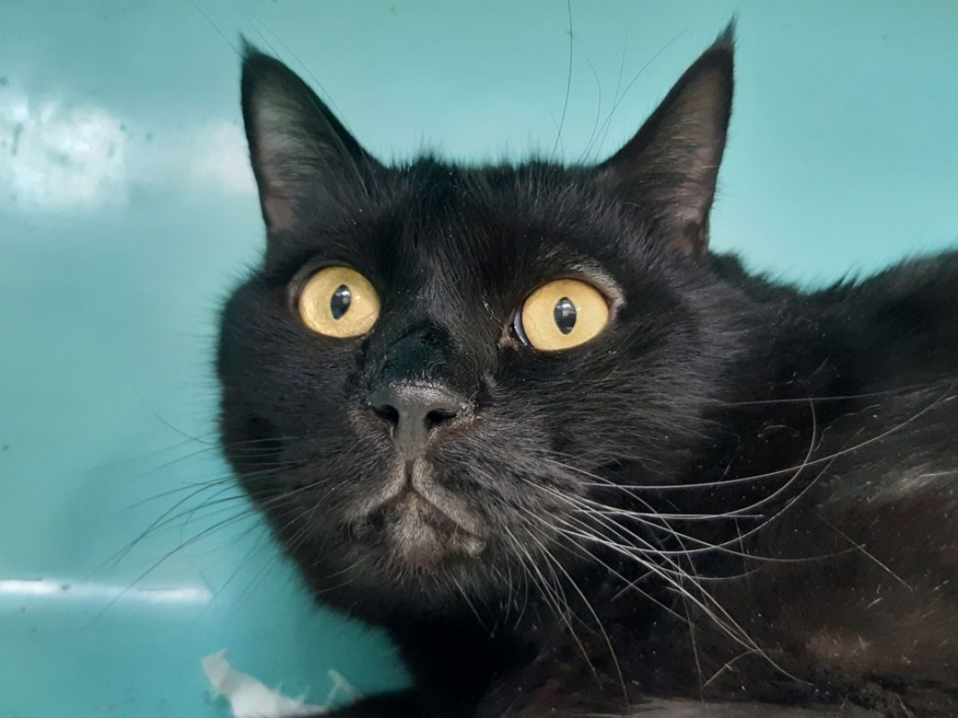 Mickey - Chat Européen à adopter - photo 3