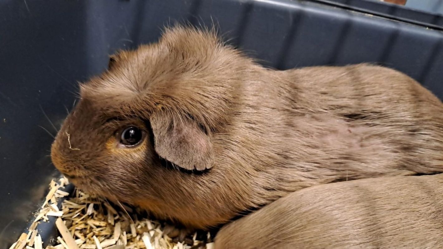 Crouton - Rongeur Cobaye à adopter