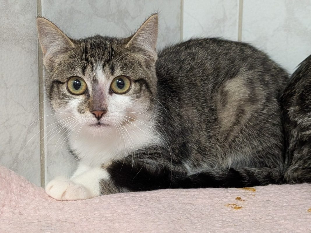 Noisette - Chat Européen à adopter
