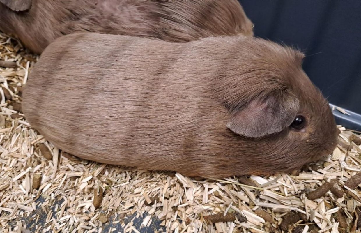Truffon - Rongeur Cobaye à adopter