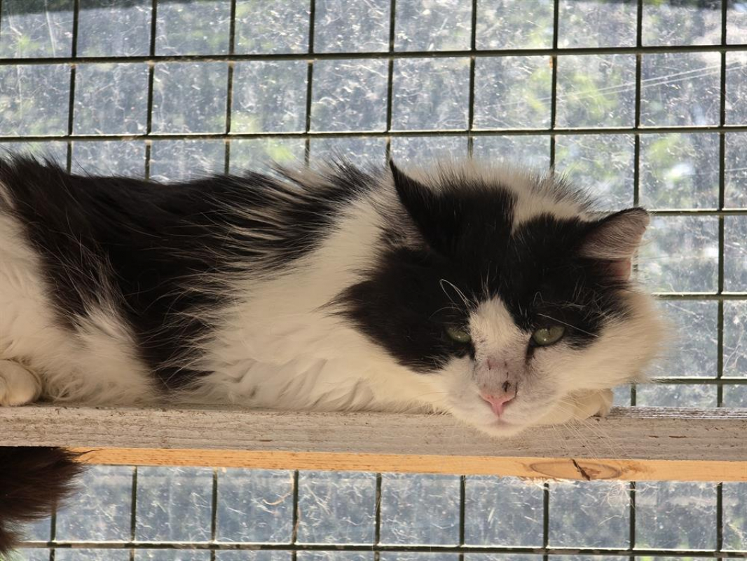 Photo #1 de Calimero