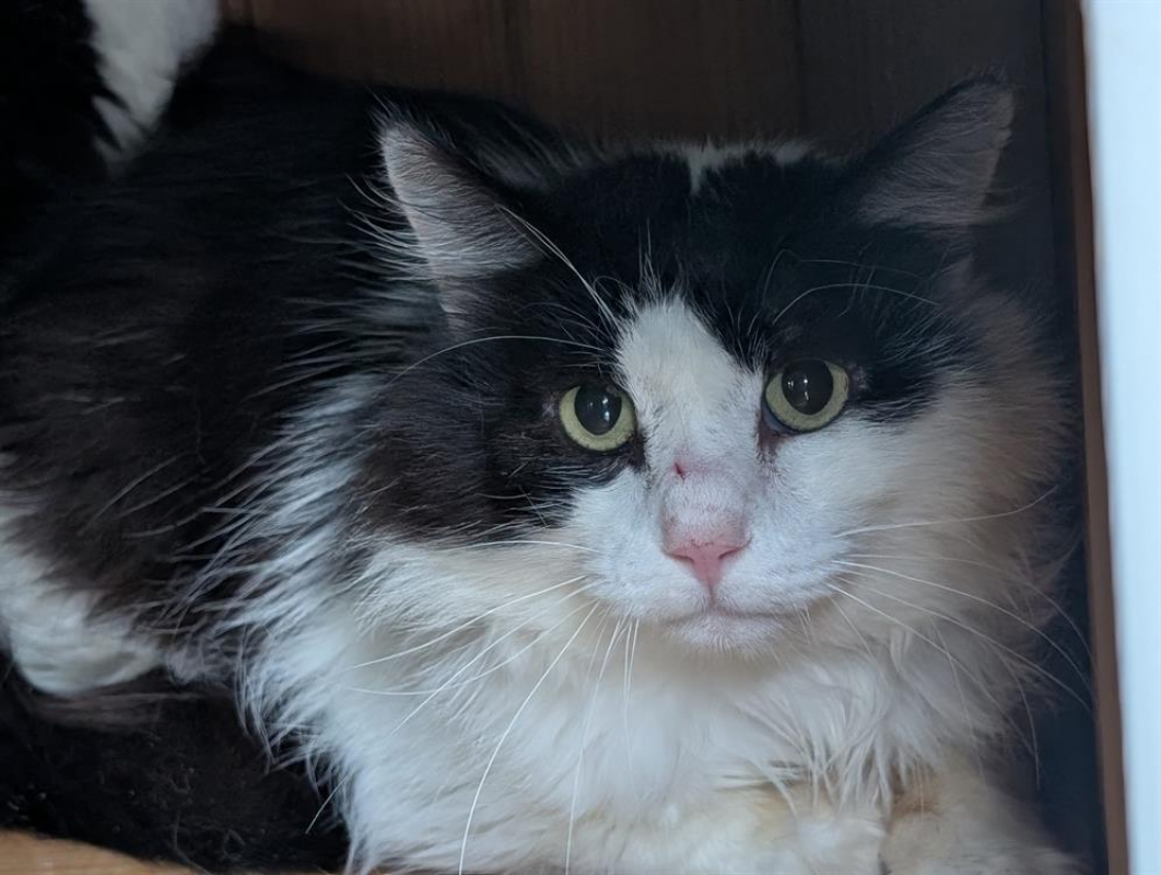 Photo #2 de Calimero