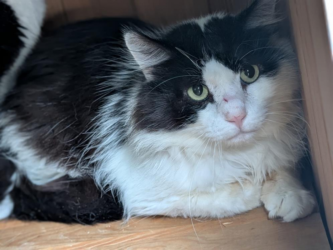 Photo #3 de Calimero