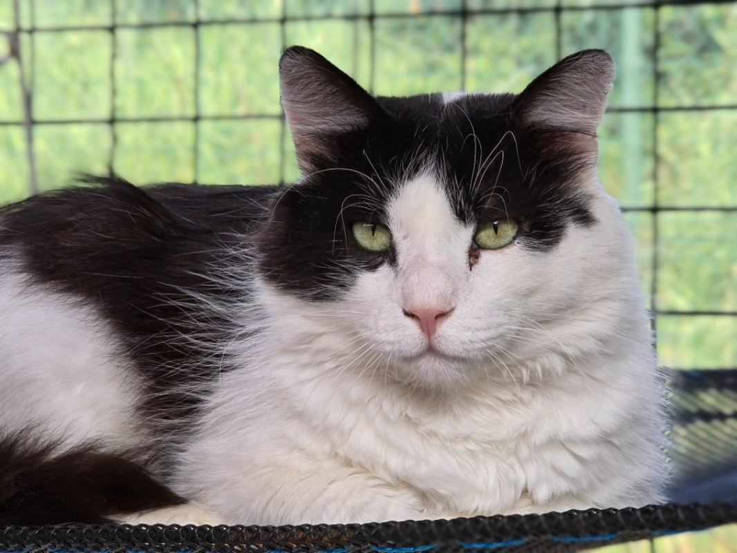 Photo #1 de Calimero