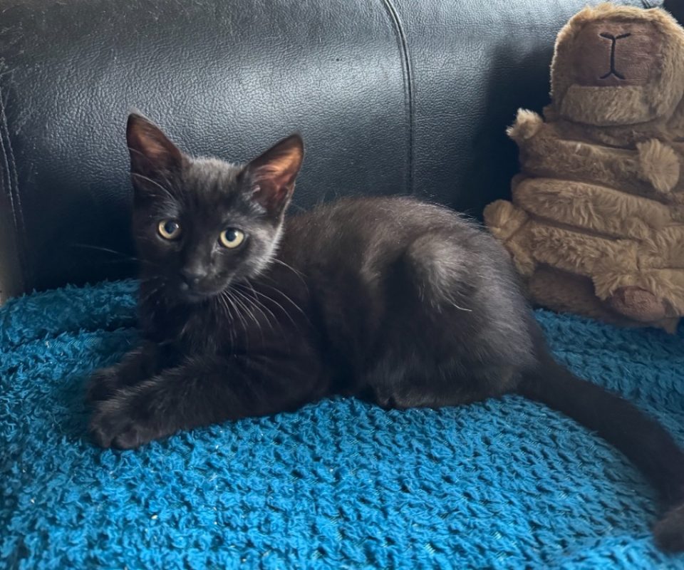 Neron - Chat Européen à adopter