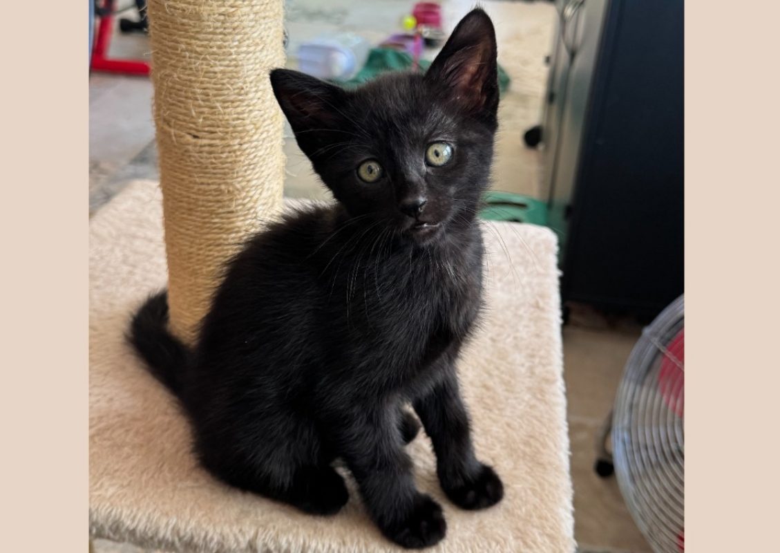 Sheitan - Chat Européen à adopter