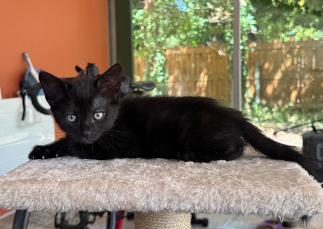 Ombre - Chat Européen à adopter