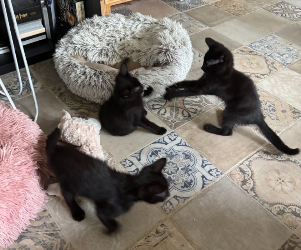 Ombre - Chat Européen à adopter - photo 2
