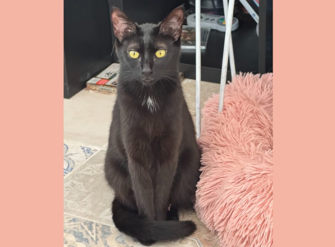 Minuit - Chat Européen à adopter