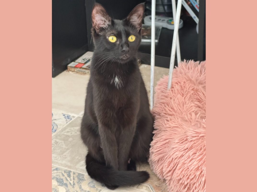 Minuit - Chat Européen à adopter - photo 2