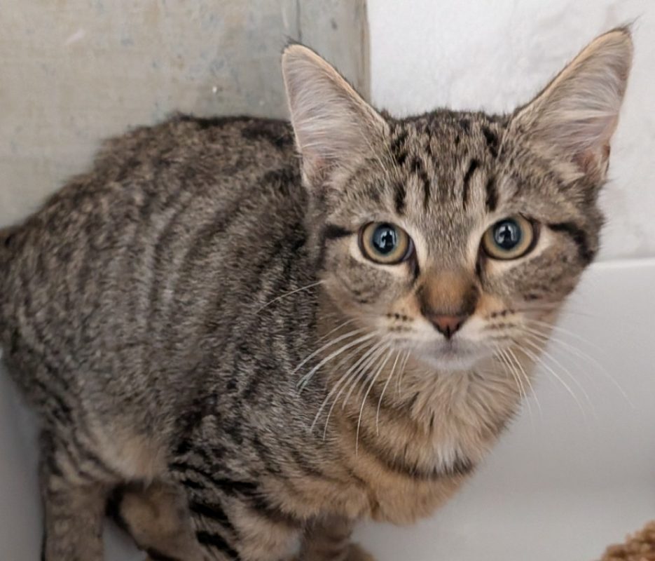 Alya - Chat Européen à adopter
