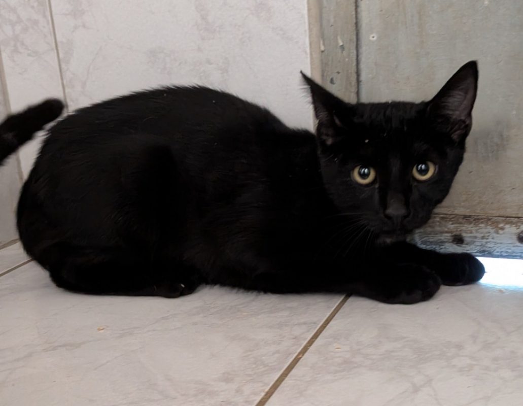 Looping - Chat Européen à adopter
