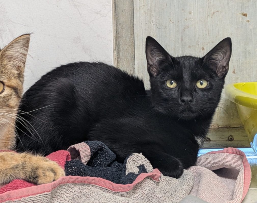 Looping - Chat Européen à adopter
