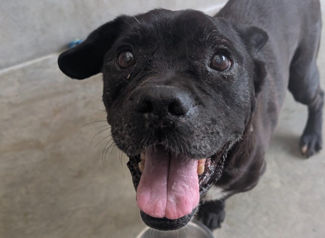 Guizmo - Chien à adopter