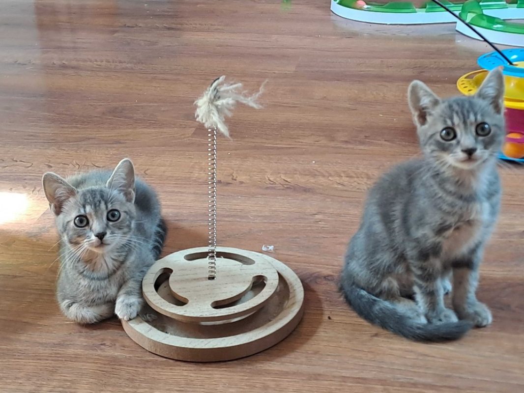 Baku - Chat Européen à adopter